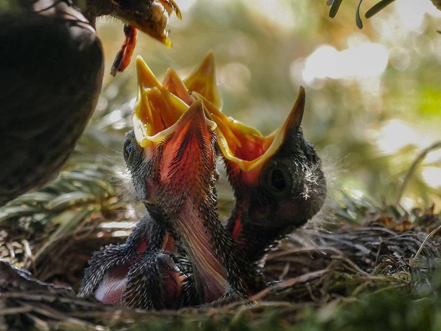 Vögelchen im Nest mit aufgesperrtem Schnabel, damit die Mutter ihnen ambulant einen Wurm gibt