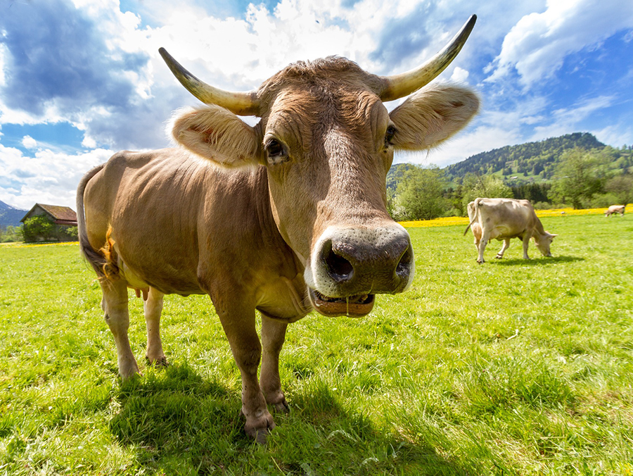 Kuh mit pathologisch grosser Glocke auf einer grünen Wiese vor blauem Himmel. 