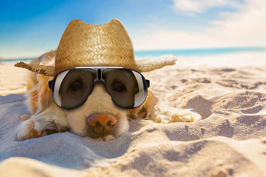 Hund mit Hut und Sonnenbrille liegt am Strand im Sonnenschein